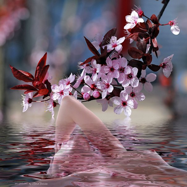 flor del cerezo sobre el lago sombreado.jpg